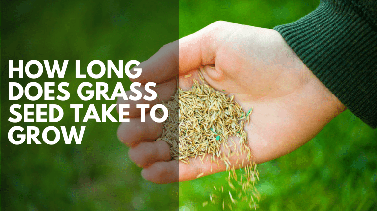 How Long Does Grass Seed Take to Grow?