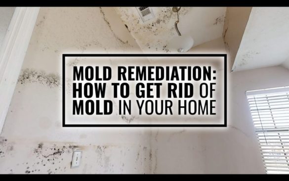 Removing Mold from Your Home